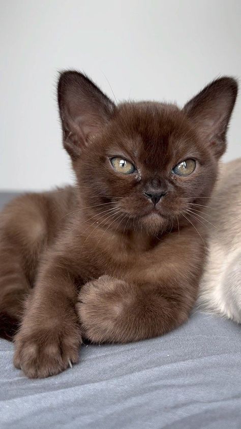 European Burmese Cat, Burmese Cats, Burmese Kittens, Burmese Cat, Söt Katt, Gorgeous Cats, Cute Cats Photos, Pretty Animals, Fluffy Animals