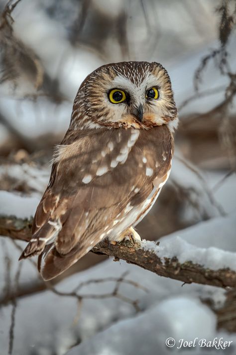 Northern Saw-Whet Owl | Joel Bakker | Flickr Northern Saw Whet Owl, Owl Aesthetic, Beautiful Owls, Stock Reference, Adorable Owls, Saw Whet Owl, Owl Photography, Bird Illustrations, Floral Tattoo Sleeve