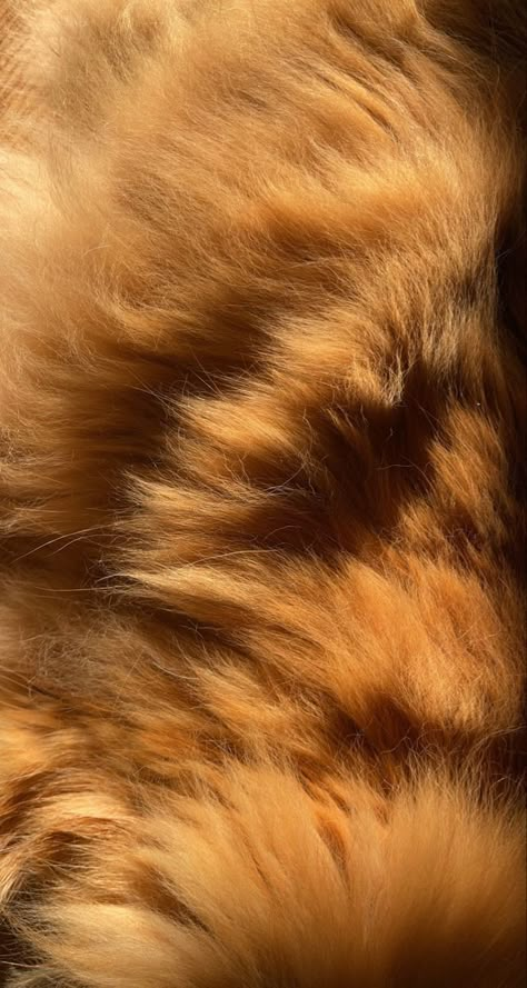 Fur Aesthetic, The Lion In Winter, Fur Background, Log Journal, Themes Aesthetic, Texture Reference, Wallpaper Crafts, A Level Textiles, Playlist Covers Photos