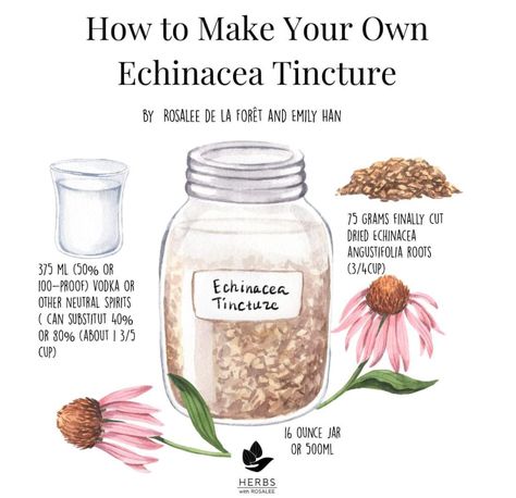 Benefits Of Echinacea, Echinacea Tincture, Echinacea Benefits, Naturopathic Medicine, Herbal Tinctures, Herbal Apothecary, Echinacea Purpurea, Best Shakes, Recipe Card