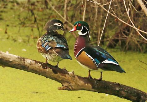 How to Identify a Wood Duck Duck Hunting Decals, Autumn Birds, Types Of Ducks, Duck Species, Blue Winged Teal, Nest Box, Duck Bird, Amazing Birds, Wood Duck