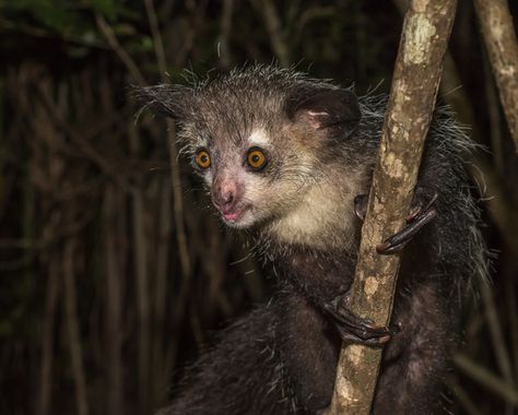 Aye Aye is a type of lemur species thought of as an evil omen in Madagascar. Many are shot and hung on sight to keep away evil spirits Desert Monster, Ugly Places, Animals Scary, Educational Podcasts, Tapetum Lucidum, Nz Birds, Bizarre Animals, Creepy Animals, Rainforest Animals