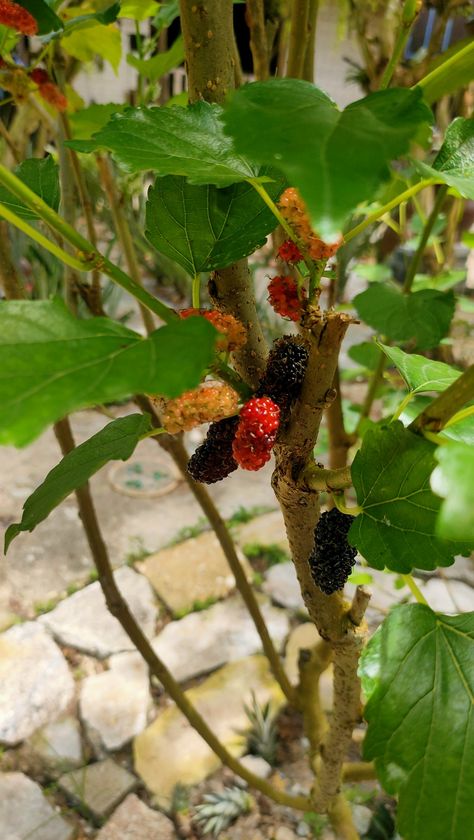 Tree In Backyard, Countryside Backyard, Mulberry Tree, Wildest Dreams, Dream Lifestyle, Backyard Garden, Lifestyle, Quick Saves