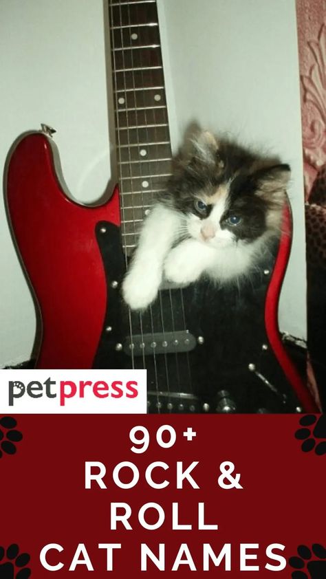 Cats are awesome. They're cute, they purr, and they always seem to know just what you need. This list of rock and roll cat names. Goth Cat Names, List Of Cat Names, Goth Names, Heavy Metal Cat, Edgy Names, Boy Cat Names, Punk Cats, Angry Animals, Billy Fury