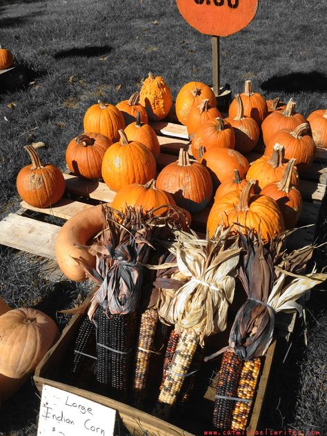 Make Your Own Scarecrow, Ideas For Pumpkins, Farm Stand Ideas, Roadside Farm Stand, Roadside Stand, Make A Scarecrow, Preschool Fall, Pumpkin Stands, Stand Ideas