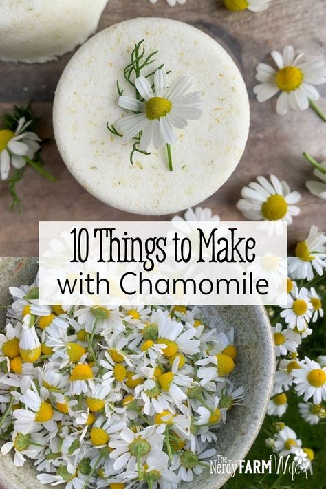 Chamomile Recipes, Flower Recipes, Chamomile Plant, Herbal Medicine Recipes, Herbal Remedies Recipes, Salve Recipes, Medicinal Herbs Garden, Medical Herbs, Chamomile Flower