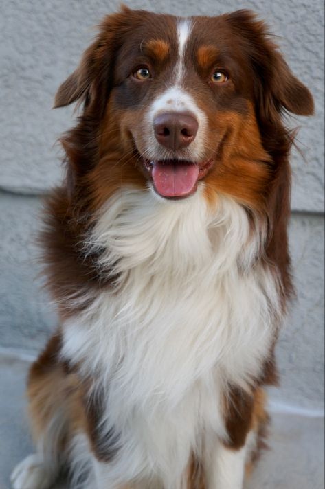 Red Hair Dog, Red Aussie, Red Australian Shepherd, Red Tri Australian Shepherd, Australian Shepherd Red Tri, Red Dogs, Miniature American Shepherd, Miniature Australian Shepherd, American Shepherd