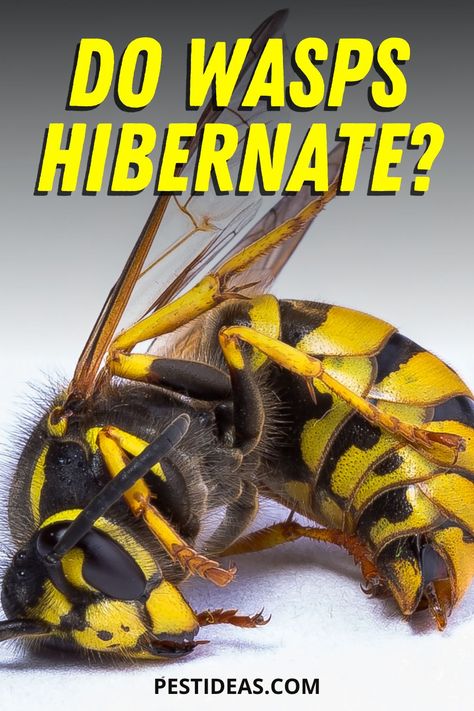 Learn about how the paper wasp queen hibernates in the winter- Wasp facts- how to identify a paper was queen Types Of Bees And Wasps, How To Treat A Wasp Sting, Bee Vs Wasp, Paper Wasp, Get Rid Of Wasps, Yellow Jacket Wasp, Parasitic Wasp, Diy Pest Control, Wasp