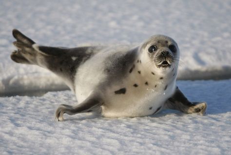 Harp Seals: Characteristics, habitats, reproduction and more. Baby Harp Seal, Sif Dark Souls, Harp Seal, Mammoth Mountain, Cute Seals, Seal Pup, Baby Seal, Sea Lion, Wildlife Animals