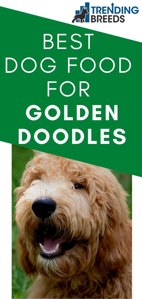 If you’re thinking about adding a Goldendoodle to your brood, you need to know as much about them as possible, because the breed, as every variety of dog does, has its own special needs and requirements. That’s why we’ve put together a list of the best dog foods for Goldendoodle so that you can be prepared for the moment when the latest member of your family walks through the door of your home and settles in for the first meal of the rest of their life. Golden Doodle Homemade Food, Best Dog Food For Goldendoodles, Homemade Dog Food Vet Approved, Goldendoodle Miniature, Chicken Dog Food Recipes, Best Puppy Food, Best Dog Food Brands, Golden Doodle Dog, Diy Dog Food