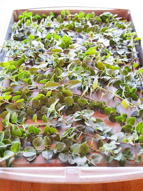 How to Dry Oregano (and Other Herbs) Fast—Use the Oven! – Garden Betty Dry Herbs In Oven, Preserve Herbs, Oregano Recipes, Dry Oregano, Preserve Fresh Herbs, Storing Herbs, Drying Fresh Herbs, Herb Drying, Herbs Growing