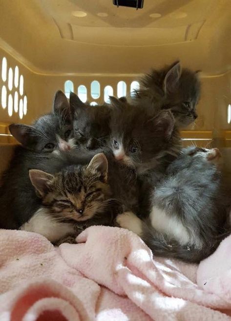 Couple Surprised to Find Box of Kittens Abandoned in Their Truck, 3 Weeks After Rescue... - Love Meow Box Of Kittens, Benadryl For Cats, Street Cat, Cat Attack, Orange Kittens, Older Cats, Kitten Food, Homemade Cat, Owning A Cat