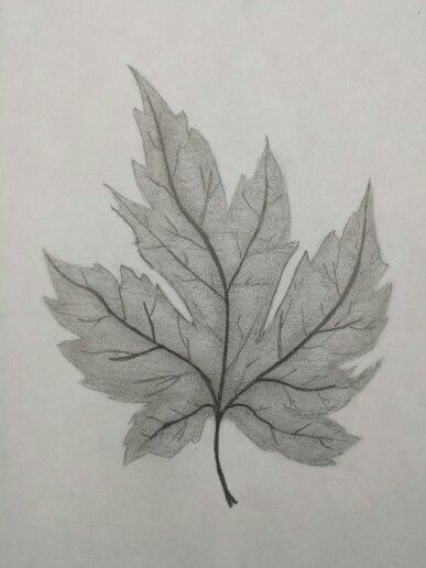 Leaf Sketches Simple, Leaves Drawing Pencil, Leaf Sketch Pencil, Leaves Drawing Sketches, Leave Sketch, Leaf Pencil Drawing, Sketches Of Leaves, Leaf Drawing Easy, Sketch Leaves