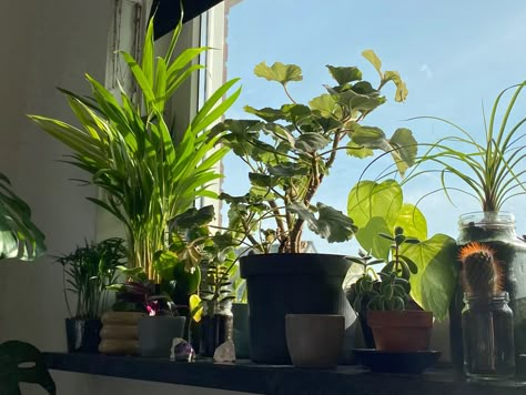 Houseplants Decor, Plant Aesthetic, Pretty Plants, Plant Mom, Alam Yang Indah, Plant Lover, Plant Decor, Green Thumb, Pretty Pictures