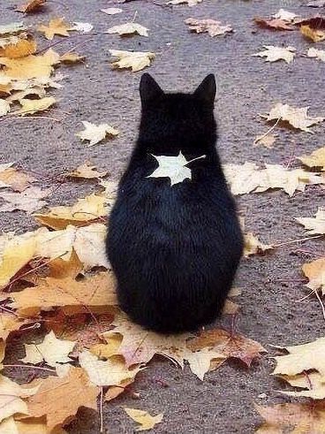 Cat Photography Ideas, Black Kittens, Photography Ideas At Home, Spooky Fall, Cat Photos, Owning A Cat, A Black Cat, Cat Photography, London Life