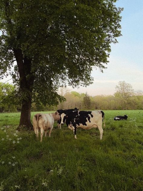 Farmcore Aesthetic, Southern Aesthetic, Cow Pasture, Future Farms, Farm Lifestyle, Dairy Cows, Village Life, Cute Cows, Farm Gardens