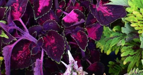 13 Striking Varieties Of Coleus To Bring Color To Your Yard Or Garden Coleus Plants Varieties, Colorblaze Coleus, Coleus Black Dragon, Coleus Scutellarioides, Coleus Amboinicus, Chartreuse Color, Dark Magenta, Planting Hydrangeas, Red Leaves