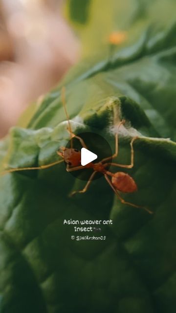 Weaver Ant, Ant Insect, Instagram Board, Common Names, Green Tree, Green Trees, Nature Beautiful, Ants, Agriculture