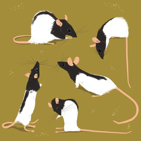 Sasanka the rat | Animals Cartoon Rat, Rat Pack, Animal Doodles, Cute Rats, A Rat, Animated Animals, Funny Animal Photos, Pet Rats, Mini Drawings