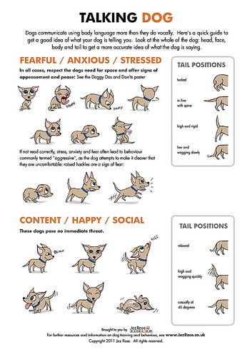 Toy Breeds, Dog Body Language, Train A Dog, Talking Dog, Dog Language, What Dogs, Dog Info, Puppy Stuff, Dog Tips