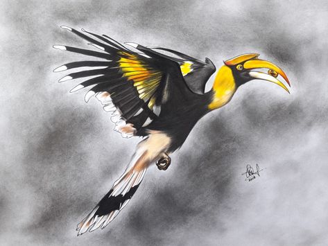 Hornbill Drawing Hornbill Drawing, Hornbill Illustration, Max And Roxanne, Animal Illustration Art, Jungle Art, Drawing Faces, Cartoon Tattoos, Birds Tattoo, Color Pencil Drawing