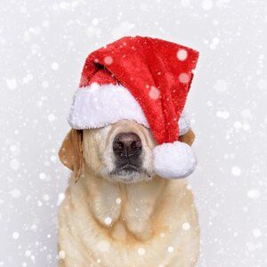 Yellow labrador dog in a santa hat covering her eyes with a snow overlay effect Dog Santa Pictures, Dog Christmas Wallpaper, Dog Christmas Photoshoot, Christmas Dog Ideas, Christmas Dog Illustration, Christmas Dog Photography, Holiday Dog Photos, Christmas With Dogs, Christmas Pictures Ideas