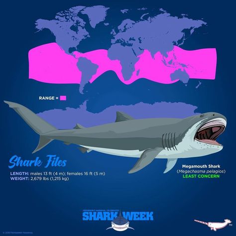 megamouth shark size basking shark megamouth shark lifespan megamouth shark facts is the megamouth shark extinct are megamouth sharks dangerous megamouth shark habitat megamouth shark dietmegamouth shark lifespan basking shark size whale shark size megamouth shark habitat megamouth shark diet is the megamouth shark extinct pocket shark megamouth shark predators#megamouthshark #megachasmapelagios #megachasmidae #lamniformes #savesharks #savethesharks Shark Habitat, Megamouth Shark, Basking Shark, Save The Sharks, Shark Facts, Animals Information, North American Wildlife, Animal Conservation, Underwater Animals