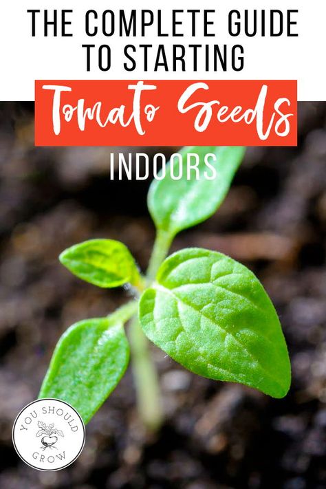 Start Tomato Seeds Indoors, Tomatoes Garden, Growing Tomatoes Indoors, Growing Green Beans, Growing Tomatoes From Seed, Tips For Growing Tomatoes, Growing Organic Tomatoes, Growing Tomato Plants, Types Of Tomatoes