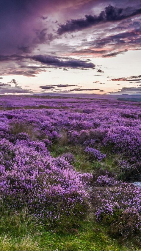 Landscape Lavender, Lavender Meadow, Scenic Pictures, Farm Stuff, Flower Field, Purple Flowers, Nature Photography, Lavender, Natural Landmarks