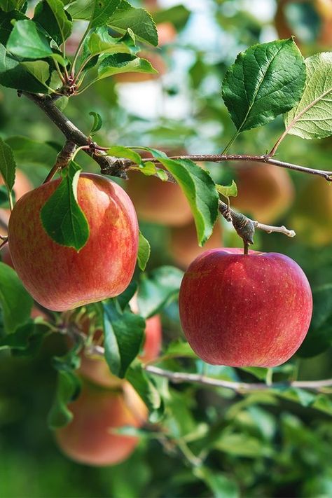 Apple Hanging From Tree, Apple On Tree, Fruit On Tree, From Seed To Plant, Seed To Plant, Apple Plant, Desserts Fruit, Apple Garden, Snacks Fruit