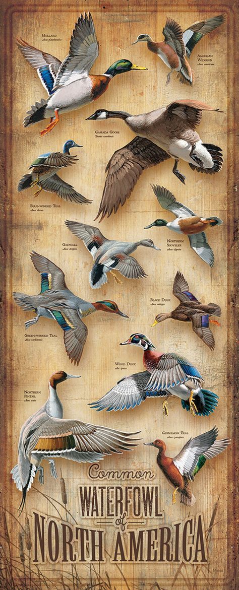 Birds Name List, Karl Martens, Waterfowl Art, Duck Species, North American Wildlife, Bird Identification, Black Forest Decor, Hunting Art, Amazing Animal Pictures