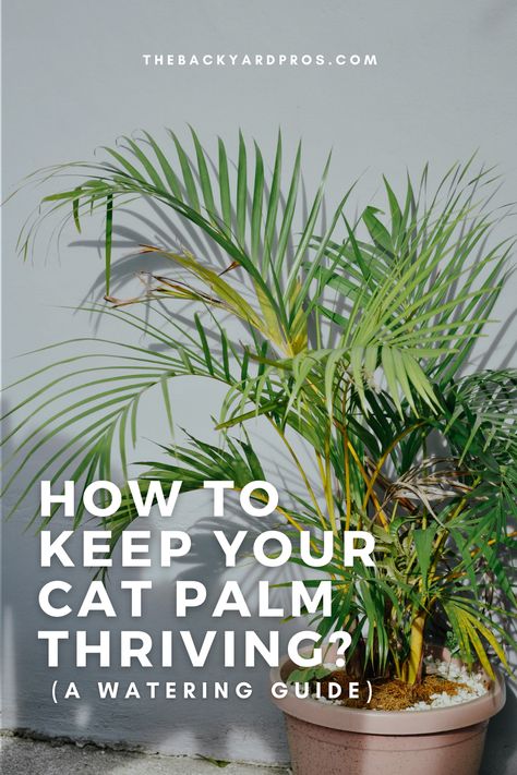 Discover the Secret to Thriving Cat Palms! Learn the art of cat palm care with our expert tips. Get your green thumb ready and find out how often you should water your beloved cat palm to keep it lush and healthy. Don't let your favorite plant wither away - click to explore our watering guide now! Cat Palm Care, Cat Palm Indoor, Palm Plant Indoor, Palm Plant Care, House Jungle, Cat Palm, Indoor Palm Trees, Majesty Palm, Saving Seeds