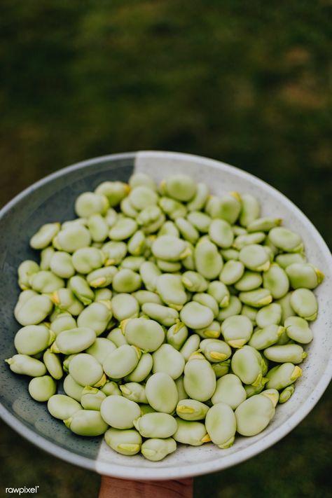 Bowl of freshly picked Fava beans | free image by rawpixel.com / Karolina / Kaboompics Beans Aesthetic Food, Beans Photography, Fava Bean, Marinated Fava Beans, Romanesco Broccoli, Cooking Garbanzo Beans, Raw Cabbage, Carrot Vegetable, Avocado Vegan