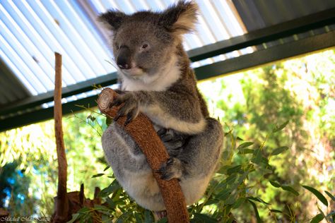 Caversham Wildlife Park. Perth, Australia. 2012 Yorke Peninsula South Australia, The Pinnacles Australia, Melbourne Zoo Australia, Caversham Wildlife Park Perth, Port Hedland Western Australia, Wildlife Park, Koala Bear, Perth, Wildlife Photography