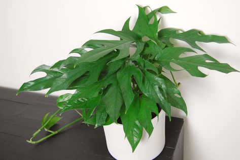 Baltic blue pothos (Epipremnum pinnatum ‘Baltic Blue’) is a popular, easy-care houseplant known for its fenestrated blue-green leaves. Learn how to grow this fast-growing plant. Baltic Blue Pothos, Blue Pothos, Blooming Succulents, How To Water Succulents, Epipremnum Pinnatum, Buy Plants Online, Chinese Money Plant, Succulent Soil, Pothos Plant