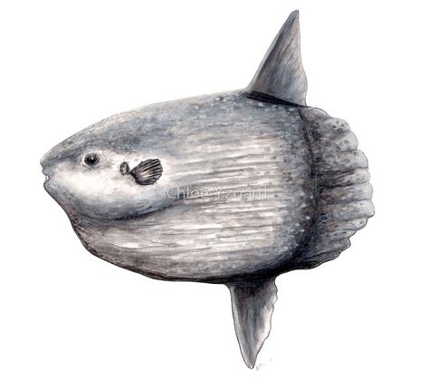 Sunfish Drawing, Ocean Sunfish, Pelagic Fish, Mola Mola, Ocean Artwork, Game Concept Art, Beautiful Ocean, Ex Libris, Fish Art