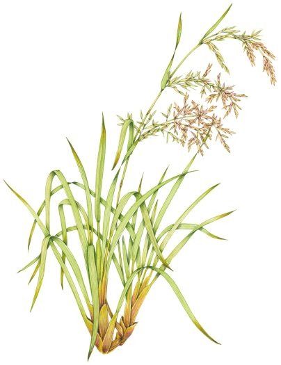 Lemongrass Cymbopogon citratus - Lizzie Harper Lizzie Harper, Cymbopogon Citratus, Water Violet, Watercolour Botanical, Illustration Techniques, Chestnut Horse, Painting Workshop, Scientific Illustration, On October 3rd