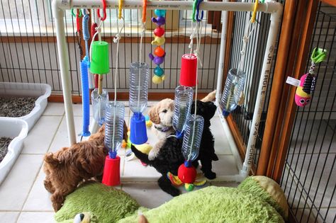 AnnaBlog!: I have been creating an 'Adventure Box' for the pups.                                                                                                                                                                                 More Puppy Stimulation Ideas, Whelping Box Ideas, Puppy Culture, Raising Puppies, Puppy Whelping, Dog Whelping Box, Dog Breeding Business, Puppy Playground, Dog Play Area