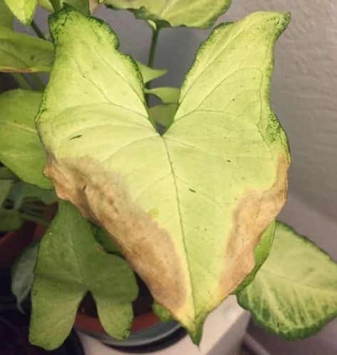 Arrowhead Plant Leaves Turning Brown: What Is The Reason? Plant Leaves Turning Brown, Exotic House Plants, Plant Leaves Turning Yellow, Arrowhead Vine, Arrowhead Plant, Freckle Face, Brown Leaves, Plant Lighting, Organic Fertilizer