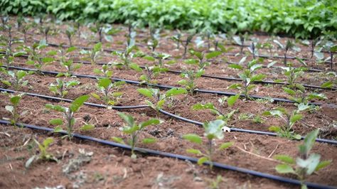 Drip Irrigation System Design, Irrigation Methods, Drip Tape, Winter Vegetables Gardening, Sprinkler Irrigation, Seed Starting Mix, Drip System, Florida Gardening, Drip Irrigation System