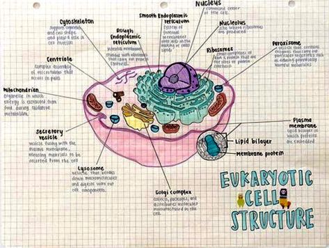 Cell Aesthetic Notes, Eukaryotic Cell Notes, Eukaryotic Cell Drawing, Mitochondria Notes, Eukaryotic Cell Drawing With Label, Mitochondria Is The Powerhouse Of The Cell, Plant Cell Diagram, Plant Cell Model, Cell Diagram