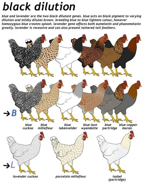 Chicken Breeds Chart, Serama Chicken, Chicken Breeding, Poultry Breeds, Easy Chicken Coop, Chicken Coloring, Game Fowl, Chicken Coop Signs, Backyard Chicken Farming