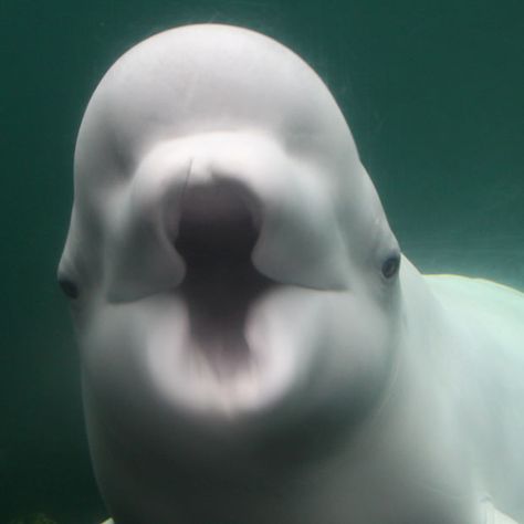 Mystic Aquarium, Beluga Whale, Pictures Of The Week, Marine Mammals, Like Animals, Ocean Creatures, Marine Animals, Ocean Animals, Illustration Inspiration