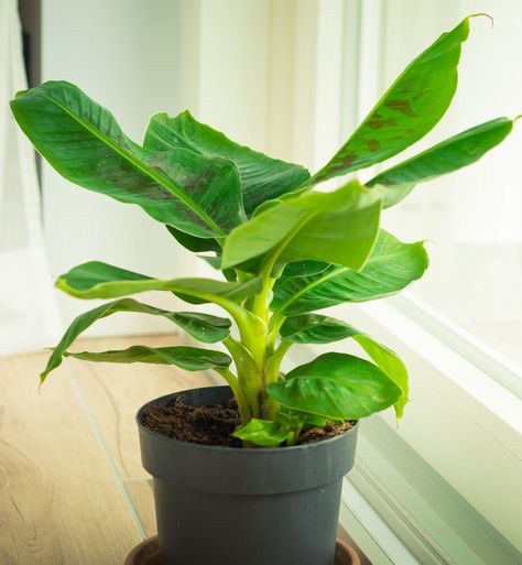 Musa Dwarf Cavendish: How To Grow Your Own Dwarf Banana Plant Indoors Window Sill Plants, How To Grow Bananas, Patio Fruit Trees, Cat Safe Plants, Banana Plant, Tree Plan, Banana Plants, Banana Tree, Money Trees