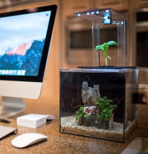 Aquaponics Indoor Fish Tanks, Lip Gloss Making, Aquarium Coffee Table, Water Terrarium, Cool Fish Tanks, Aquarium Terrarium, Betta Tank, Aquarium Ideas, Cool Fish