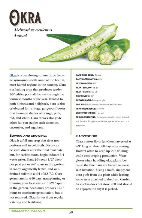 Grow Okra, Ocra Recipe, Okra Benefits For Women, Health Benefits Of Okra, Harvesting Okra, Okra Companion Plants, Saving Okra Seeds, Okra Health Benefits, Okra Benefits