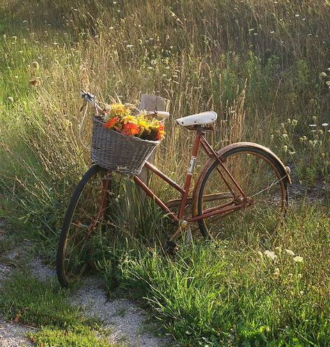 Bike Art Print, Bike Art, Flowers Nature, The Old, We Heart It, Bicycle, Cottage, Bike, Art Print