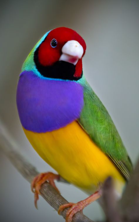 The #GouldianFinch (Erythrura gouldiae), also known as the Lady Gouldian finch, Gould's finch or the rainbow finch, is a colourful passerine bird endemic to Australia. There is strong evidence of a continuing decline, even at the best-known site near Katherine in the Northern Territory. Large numbers are bred in captivity, particularly in Australia (from www.wikipedia.org) Gouldian Finch, Animal Jungle, Finches Bird, Bird Aviary, Most Beautiful Birds, Australian Birds, Rare Birds, Nature Birds, Bird Pictures