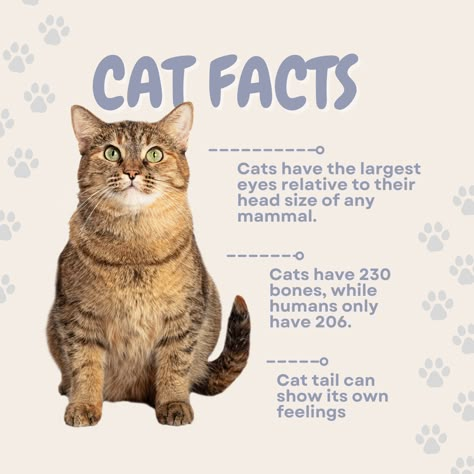 Cat Facts Funny, First Time Cat Owner, Facts About Cats, Cat Language, Cats Diy Projects, Cat Essentials, Cat Hacks, Animal Tracks, Cat Care Tips