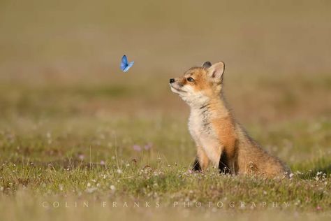 Fox, and the butterfly Fox Pups, Fox Pictures, Pet Fox, Cute Wild Animals, Cute Fox, Red Fox, Cute Creatures, Sweet Animals, Animal Planet